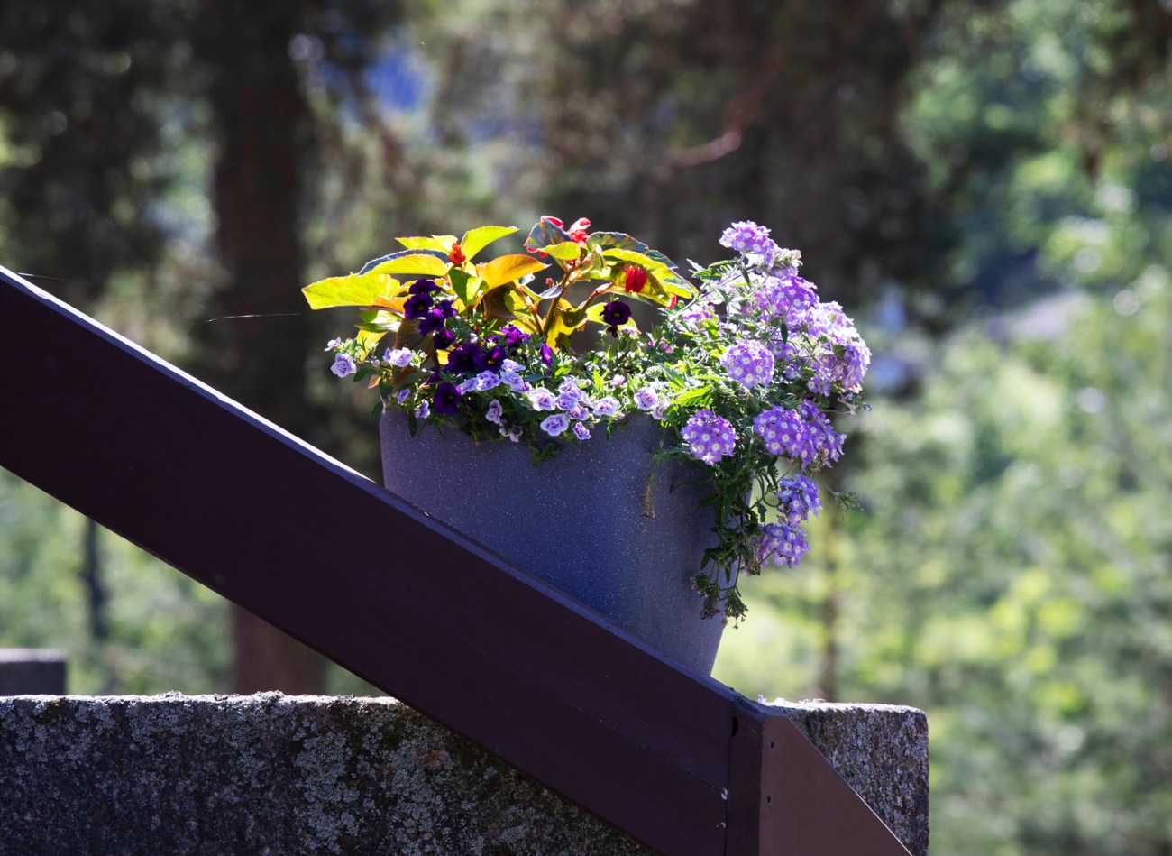 Siunaustilaisuudessa kirkon portailla monivärinen kukkaloisto. Mielikuvittaja Tomi Aho
